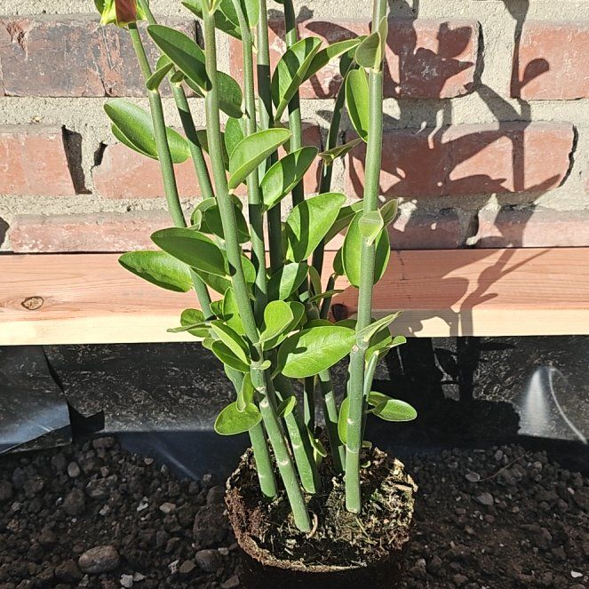 Photo of the plant species Tall Slipper Plant by @NeatRedfir named Osmo on Greg, the plant care app