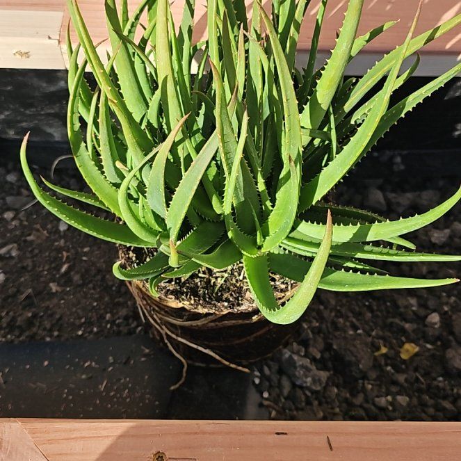 Photo of the plant species Safari Rose Aloe by @NeatRedfir named Terra on Greg, the plant care app