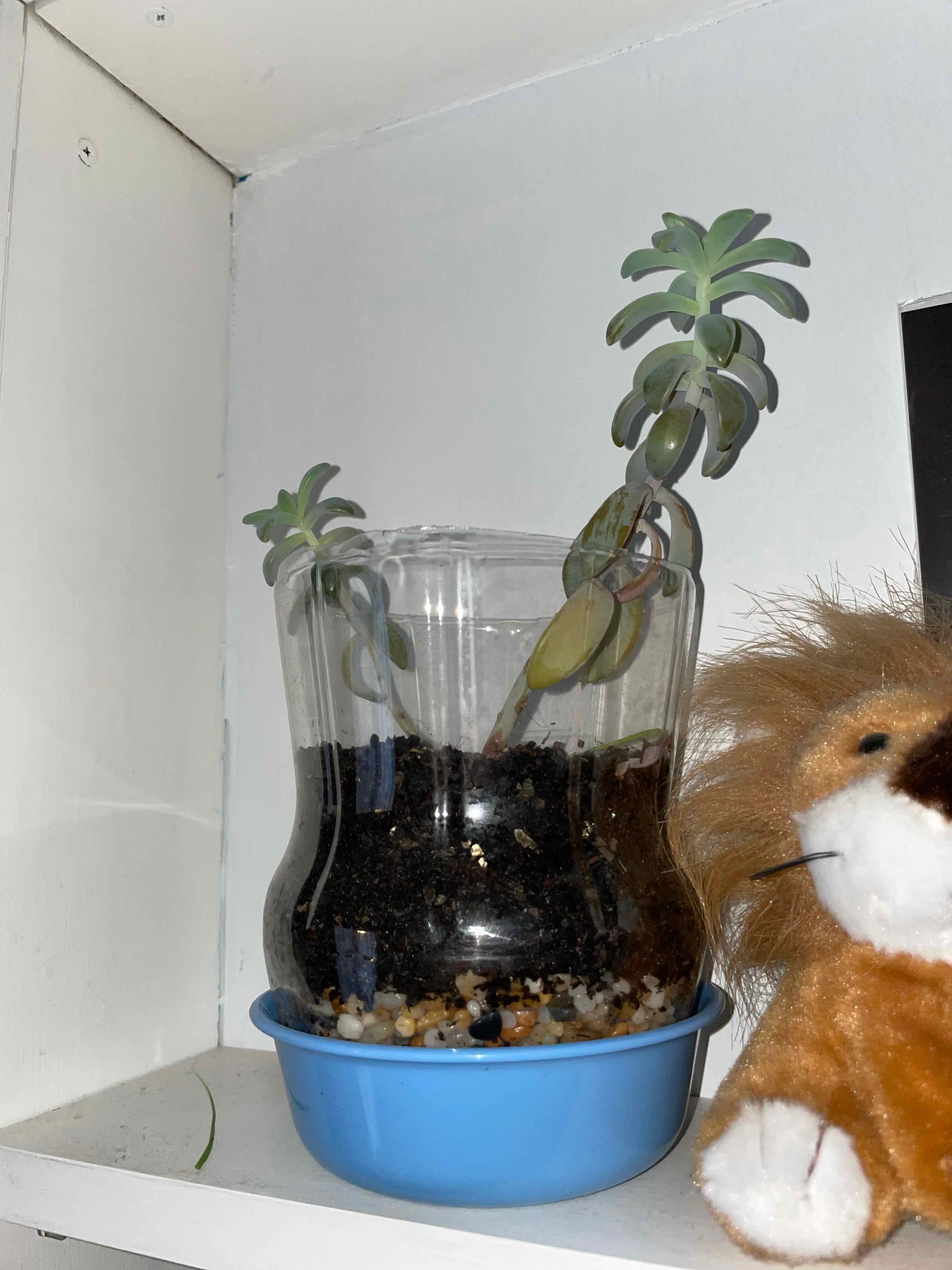 Potted Carpet Sedum plant in a clear container with visible soil and pebbles.