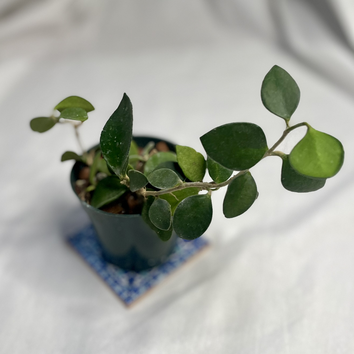 Hoya nummularioides plant in a small pot with round green leaves.