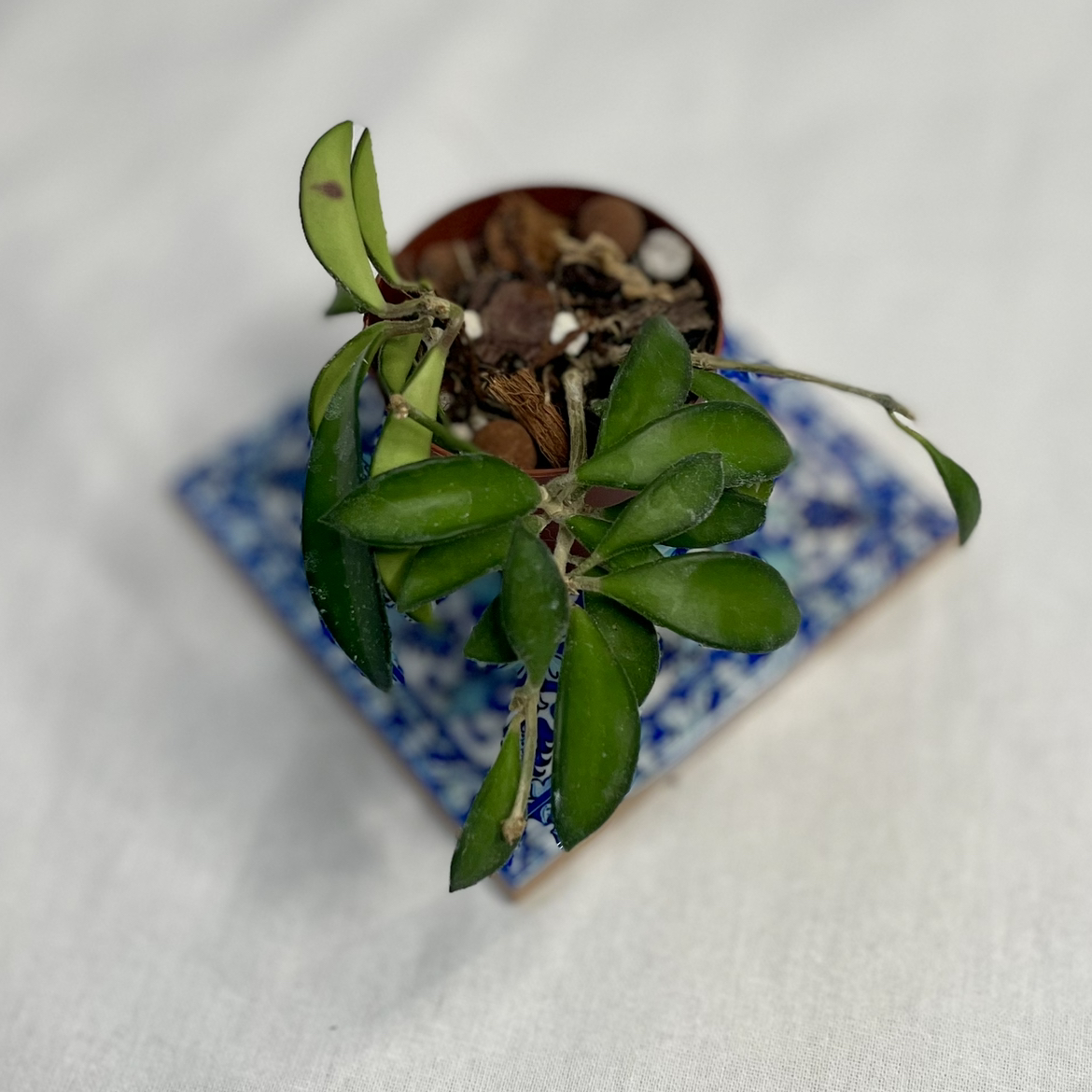 Hoya 'Rosita' plant in a small pot with visible soil and green leaves.