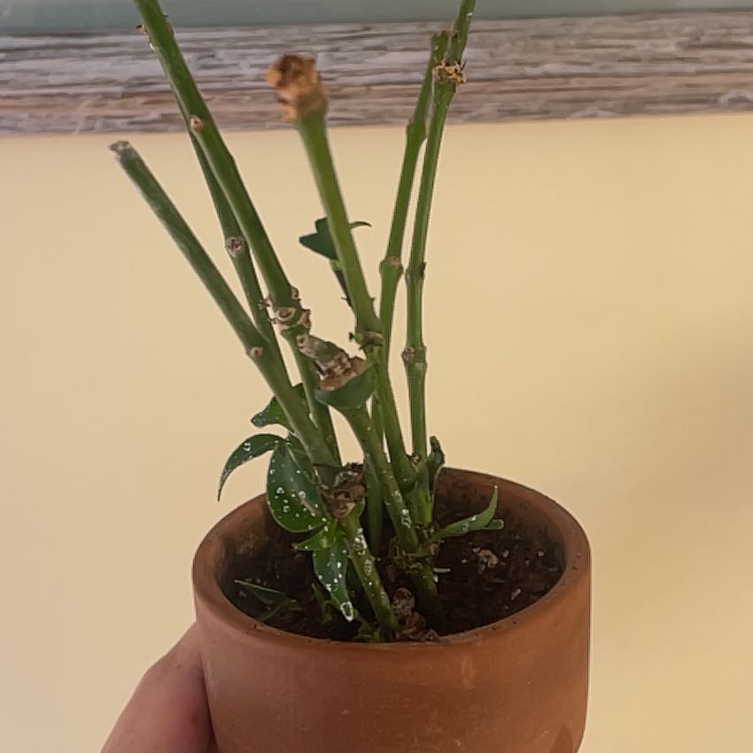 Photo of the plant species Orange Lipstick Plant by @BrightLychee named Ronaldo on Greg, the plant care app