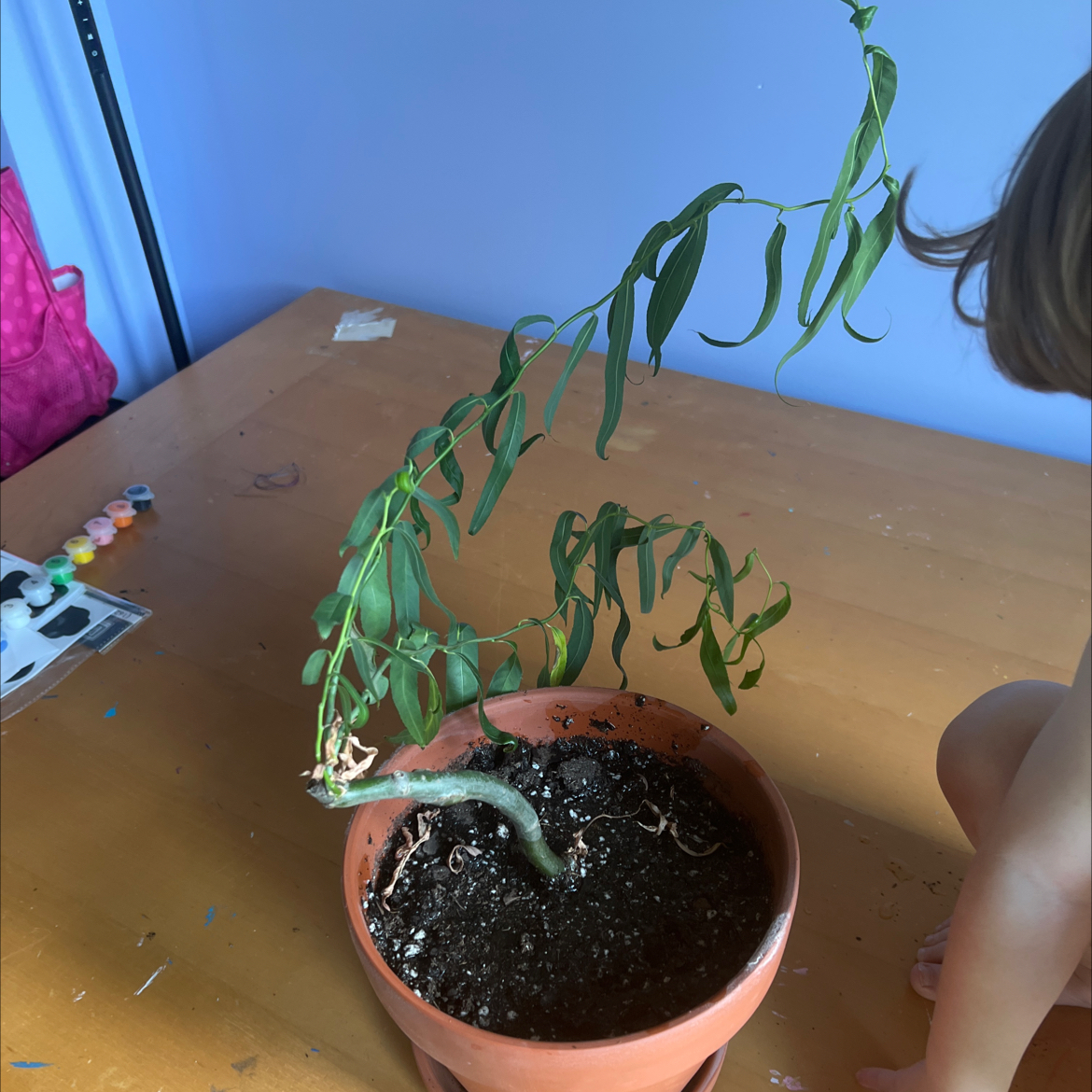 Photo of the plant species Bonsia Weaping Willow by @ValidPinkcactus named Mochi on Greg, the plant care app