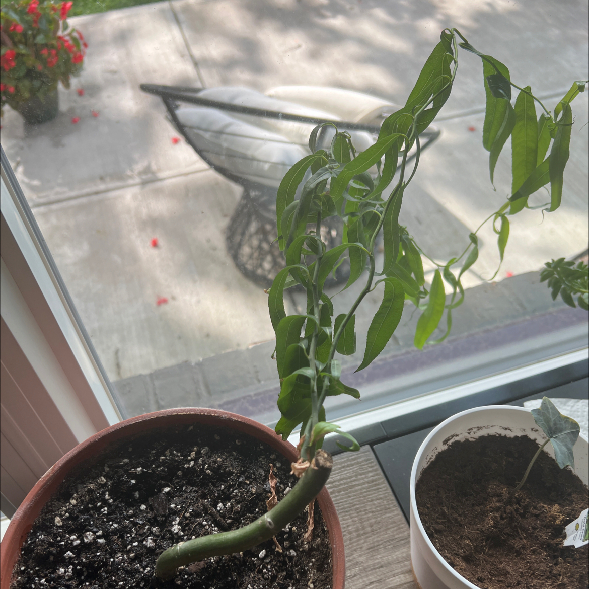 Photo of the plant species Bonsia Weaping Willow by @ValidPinkcactus named Remington on Greg, the plant care app