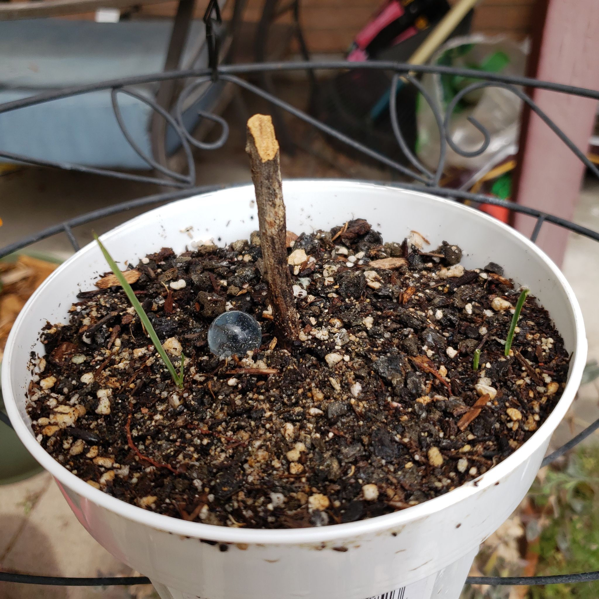 Photo of the plant species Soaptree Yucca by @CheezToastie named Palma on Greg, the plant care app