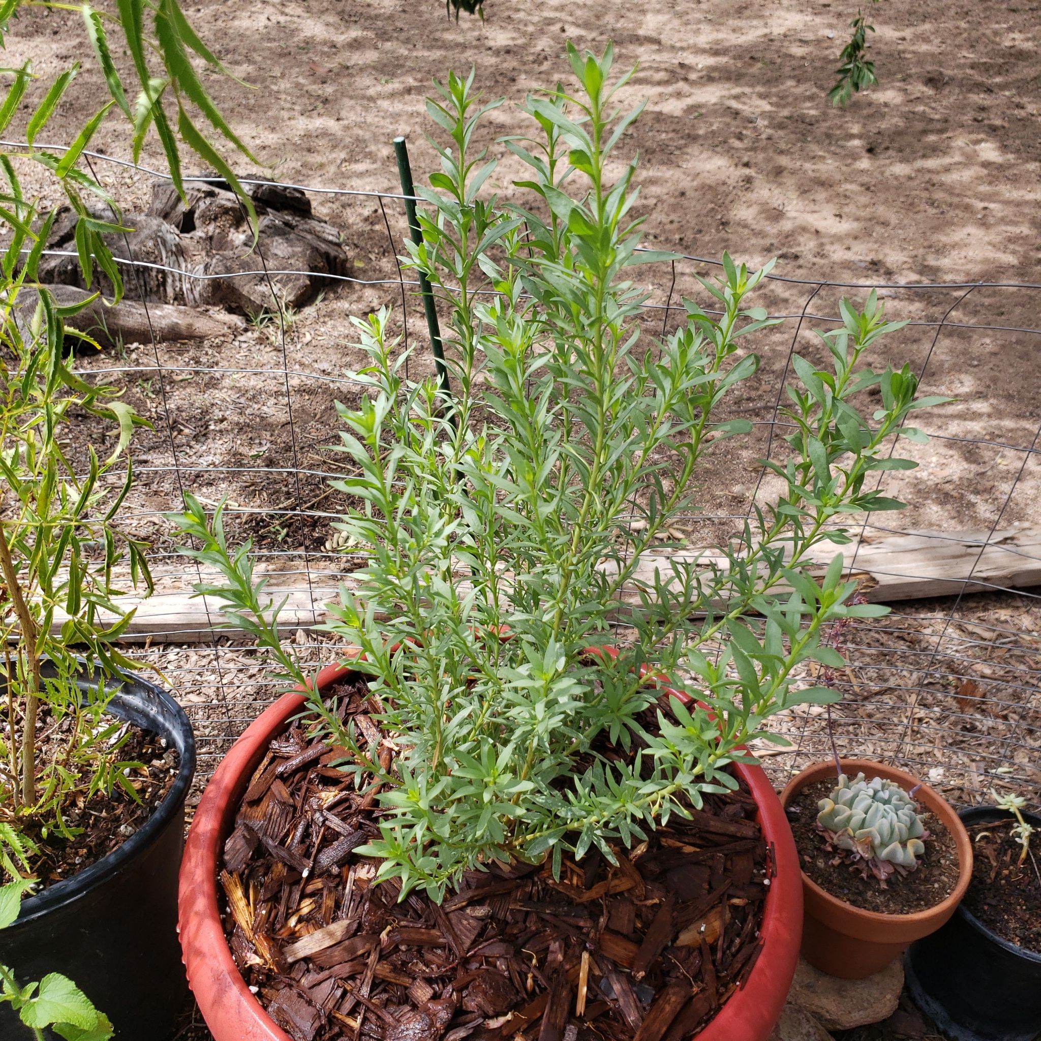 Photo of the plant species Emubush by @CheezToastie named Brisbane Bertha on Greg, the plant care app