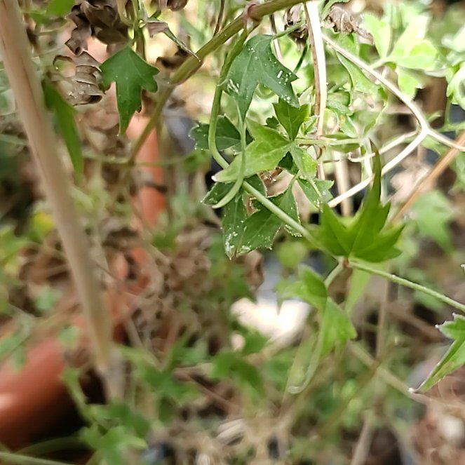 Photo of the plant species Western White Clematis by @CheezToastie named Frank on Greg, the plant care app