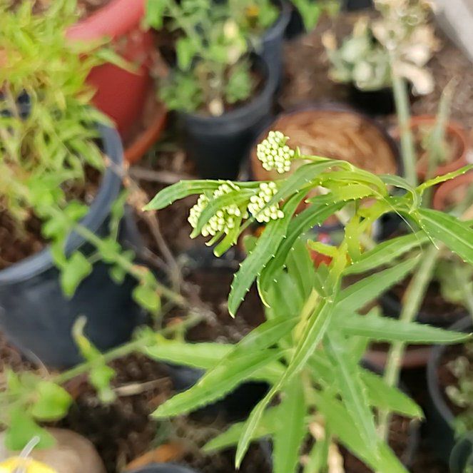 Photo of the plant species Mule's Fat by @CheezToastie named Kalí on Greg, the plant care app