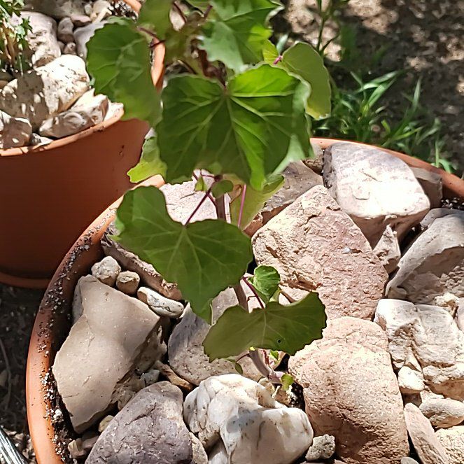 Photo of the plant species Sangre De Cristo by @CheezToastie named Geralt on Greg, the plant care app