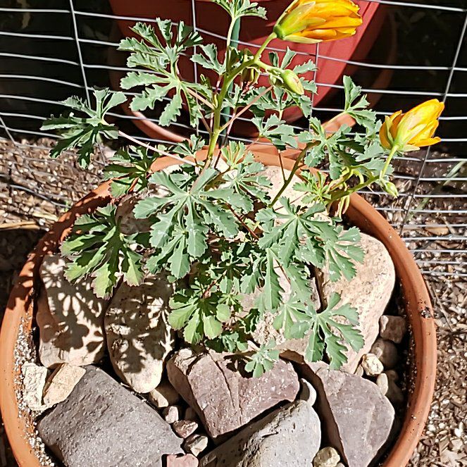 Plant care for Buttercup Tree on Greg, the plant care app