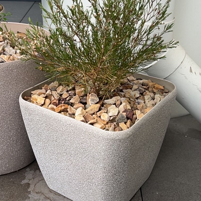 Photo of the plant species Geraldton waxflower by @MasterFallugia named Nithin on Greg, the plant care app