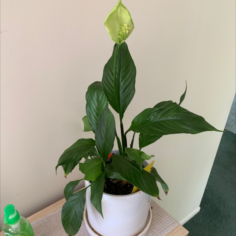 Peace Lily plant photo by @XYZ named Peace Lily on Greg, the plant care app.