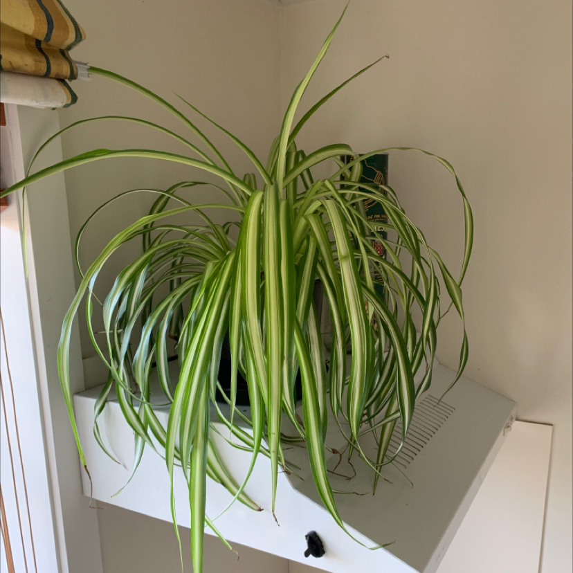 Spider Plant plant photo by @XYZ named Spider Plant (V, Large) on Greg, the plant care app.