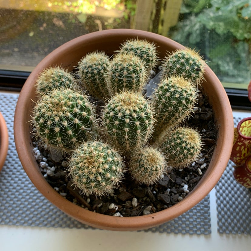 Golden Torch plant photo by @XYZ named Golden Torch Cactus on Greg, the plant care app.