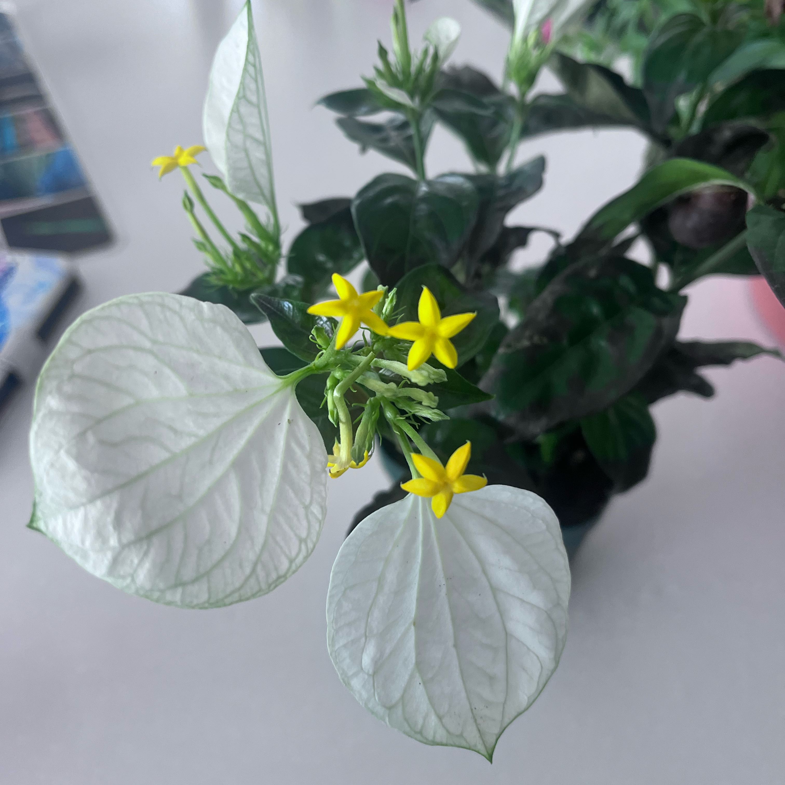 Photo of the plant species Mussaenda parviflora by @RousingEspicia named Hemingway on Greg, the plant care app