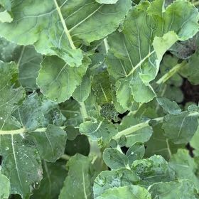 Photo of the plant species Broccoli 'Green Magic' by @TactfulZzplant named Bella on Greg, the plant care app