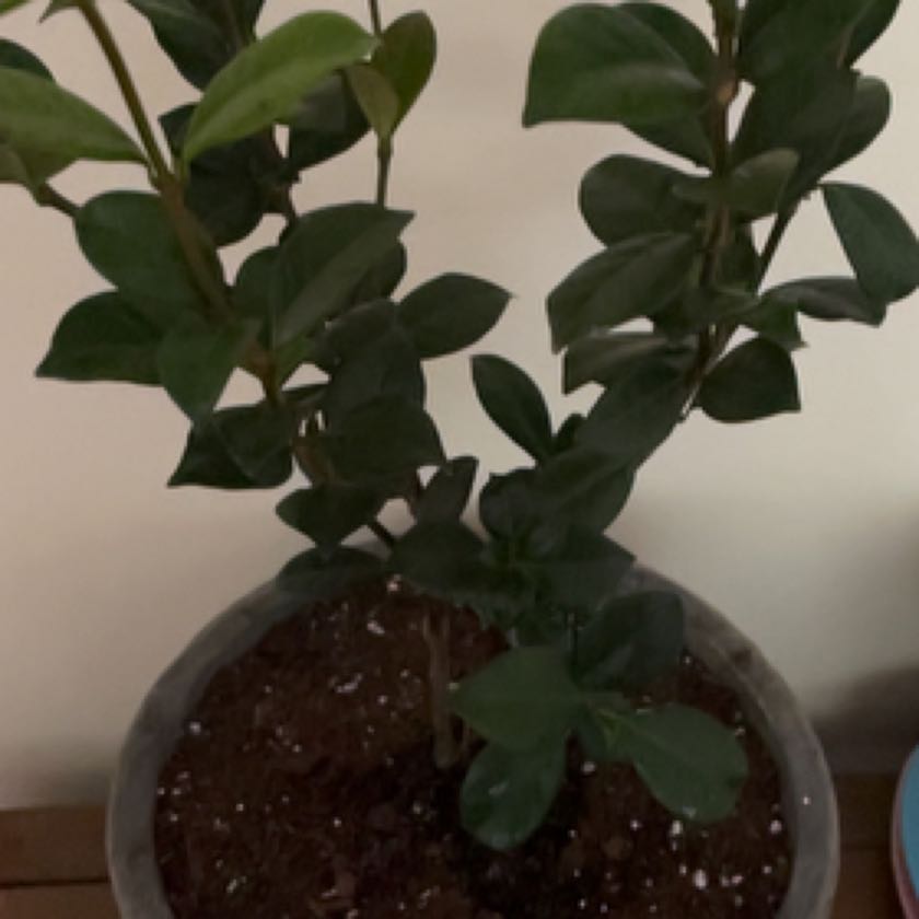 Photo of the plant species Variegated Confederate Jasmine Vine by @TenableBluerose named Hamilton on Greg, the plant care app