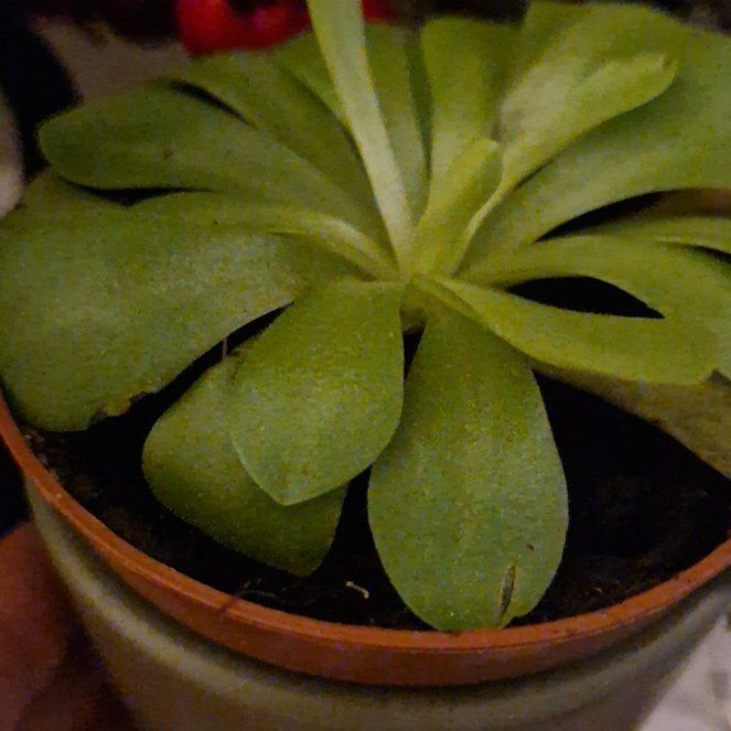 Photo of the plant species Tina Butterwort by @SuperSeamango named Tina Turner on Greg, the plant care app