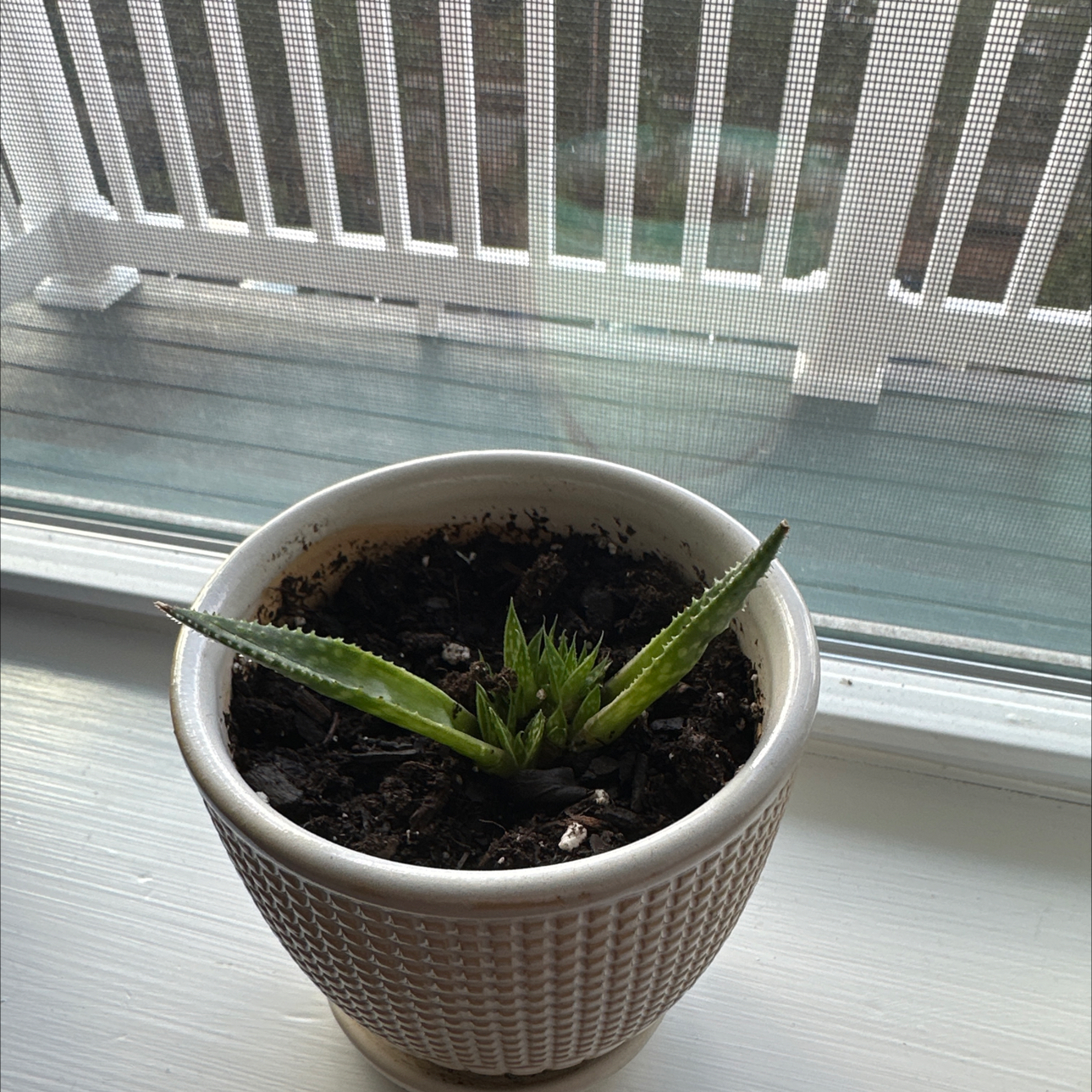 Potted Gasteraloe 'Flow' plant on a windowsill with visible soil.
