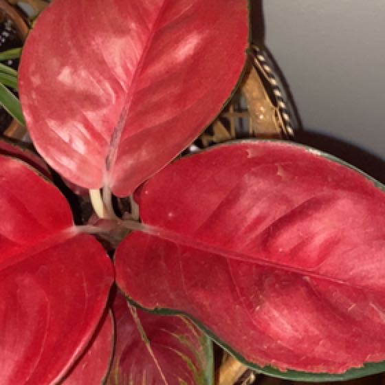 Tree Diddy | A plant by @ExoticDeergrass on Greg