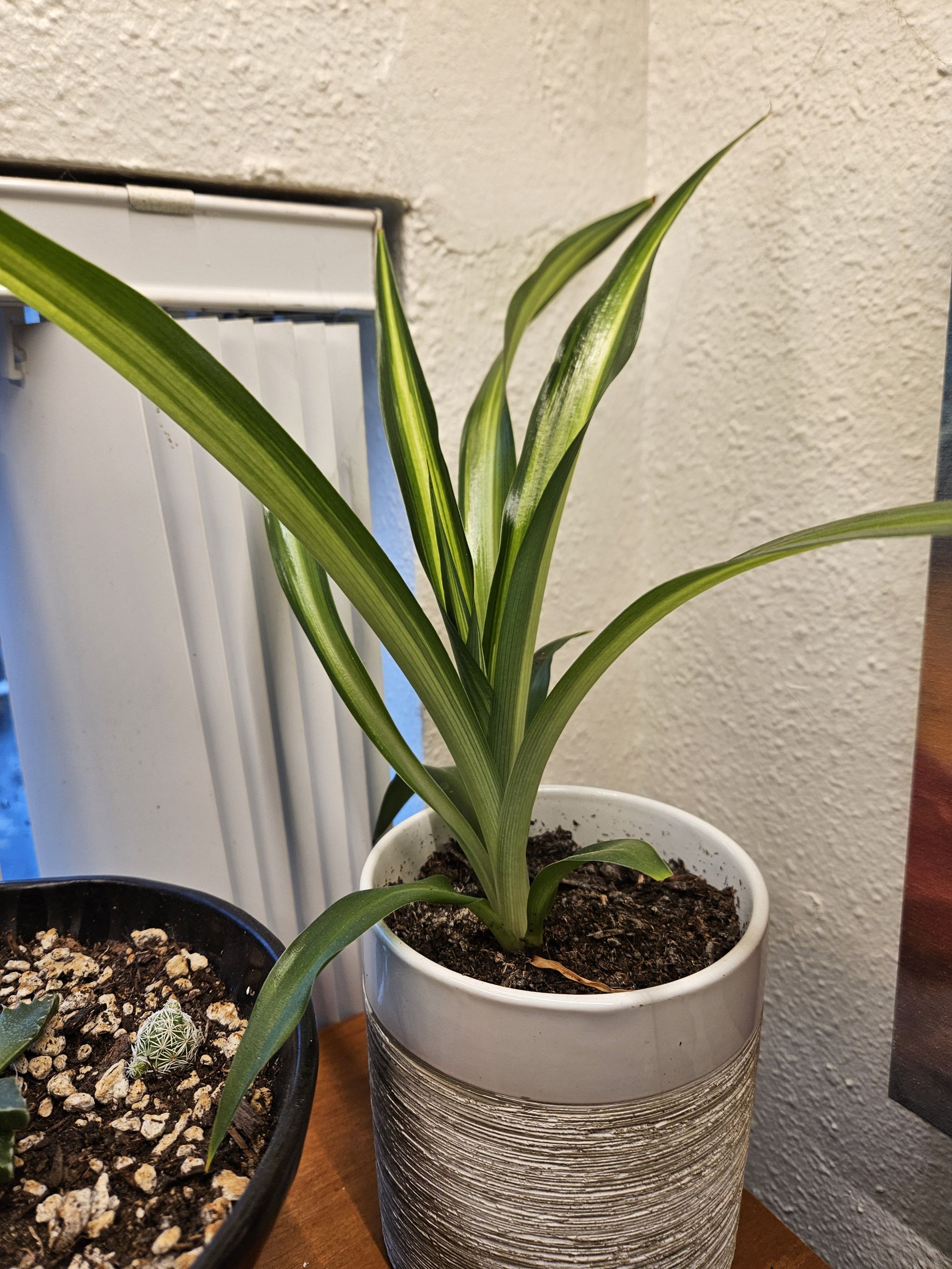 Photo of the plant species Screwpine by @ModernDevilsivy named Kendall on Greg, the plant care app