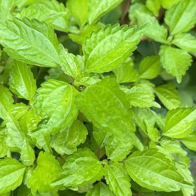 Photo of the plant species Canadian Clearweed by @SuaveDracaena named Anne on Greg, the plant care app