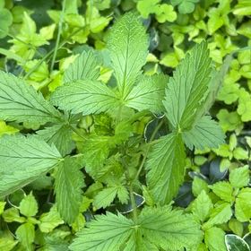 Photo of the plant species Norwegian Cinquefoil by @SuaveDracaena named Bodhi on Greg, the plant care app