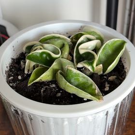 Photo of the plant species Variegated Hoya carnosa 'Compacta' by @HumaneMachofern named Osmo on Greg, the plant care app