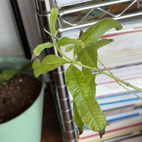 Photo of the plant species lemon verbena by @HumaneMachofern named Hemingway on Greg, the plant care app