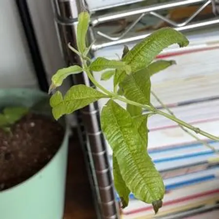 Photo of the plant species lemon verbena by @HumaneMachofern named Hemingway on Greg, the plant care app