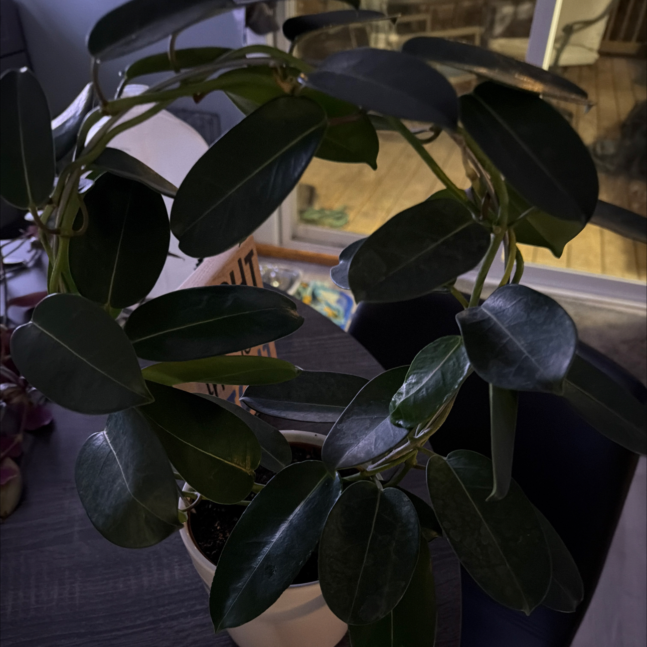 Photo of the plant species Stephanotis by @JazzedGoldwire named Remington on Greg, the plant care app