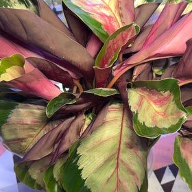 Photo of the plant species Medallion Prayer Plant by @JazzedGoldwire named Beckham on Greg, the plant care app