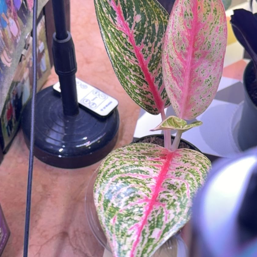 Photo of the plant species Red King by @JazzedGoldwire named James Dean on Greg, the plant care app