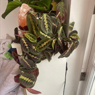 Green Prayer Plant plant in Liverpool, England