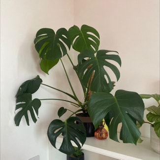 Monstera plant in Liverpool, England