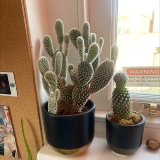 Bunny Ears Cactus plant in Liverpool, England