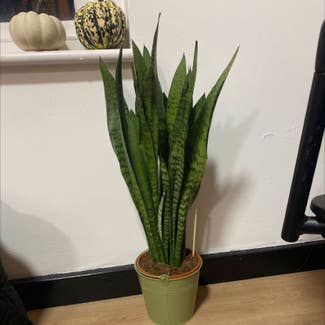 Snake Plant plant in Liverpool, England