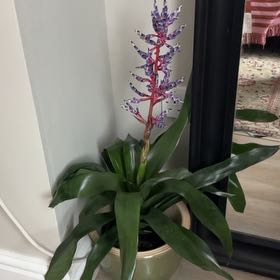 Photo of the plant species Matchstick bromeliad by @Erinstottx named McKinley on Greg, the plant care app