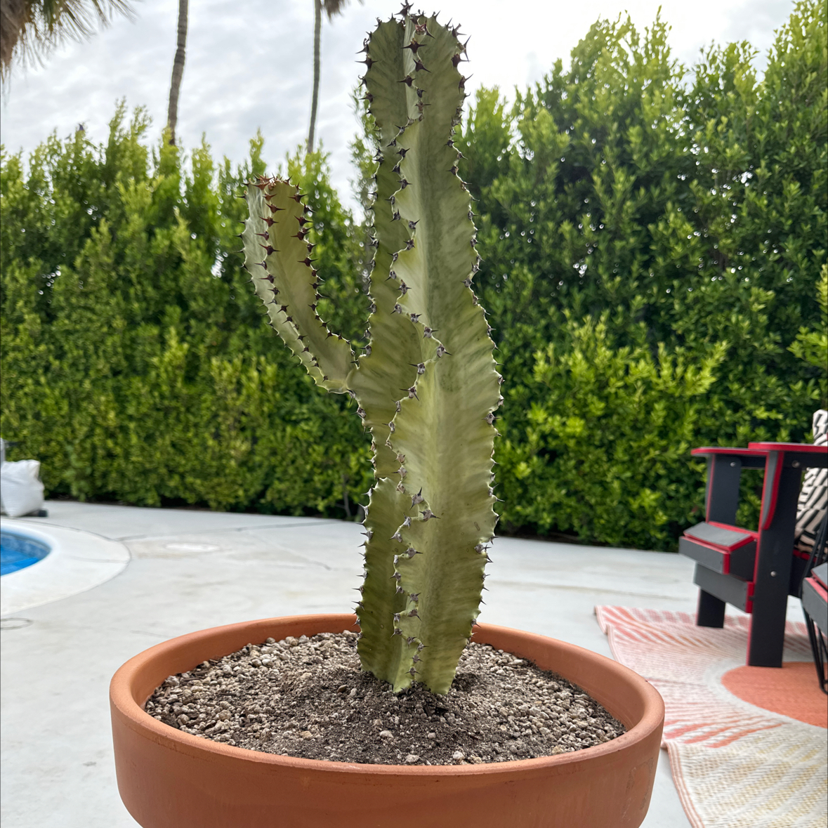 Variegated African Candelabra plant in a terracotta pot with visible soil.
