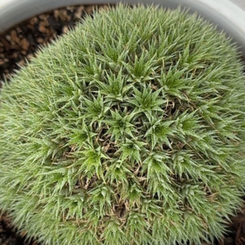 Photo of the plant species Deuterocohnia brevifolia by @Heyitsianb named Orwell on Greg, the plant care app