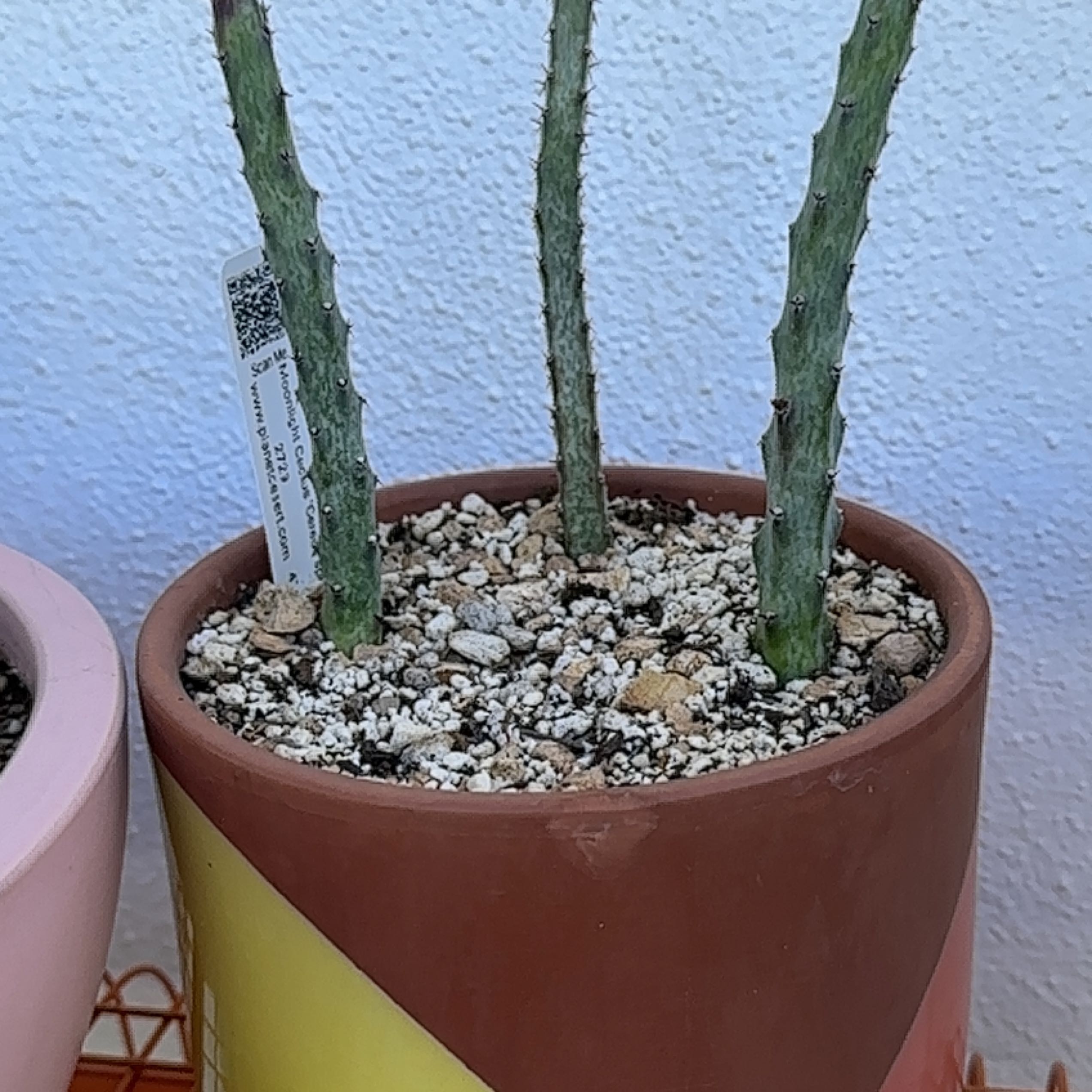 Photo of the plant species night-blooming cereus by @Heyitsianb named Spegs on Greg, the plant care app