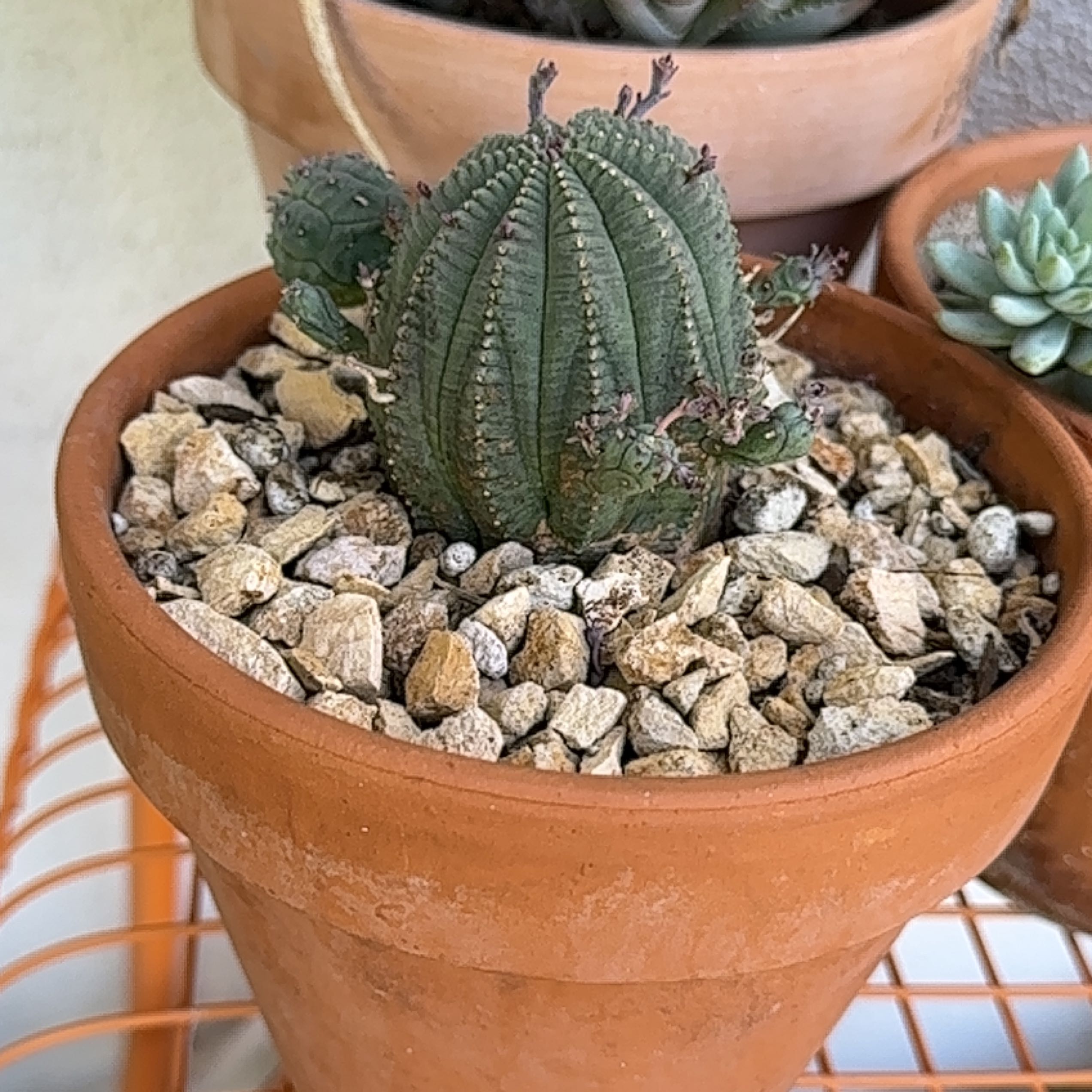 Photo of the plant species Baseball Plant Hybrid by @Heyitsianb named Babe on Greg, the plant care app