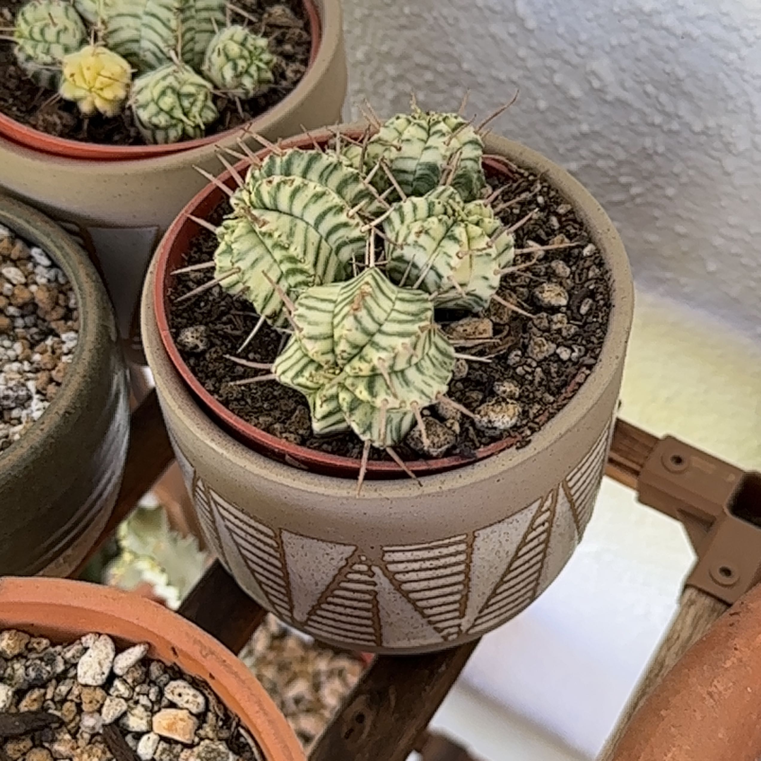 Photo of the plant species Pincushion Euphorbia by @Heyitsianb named Ronaldo on Greg, the plant care app