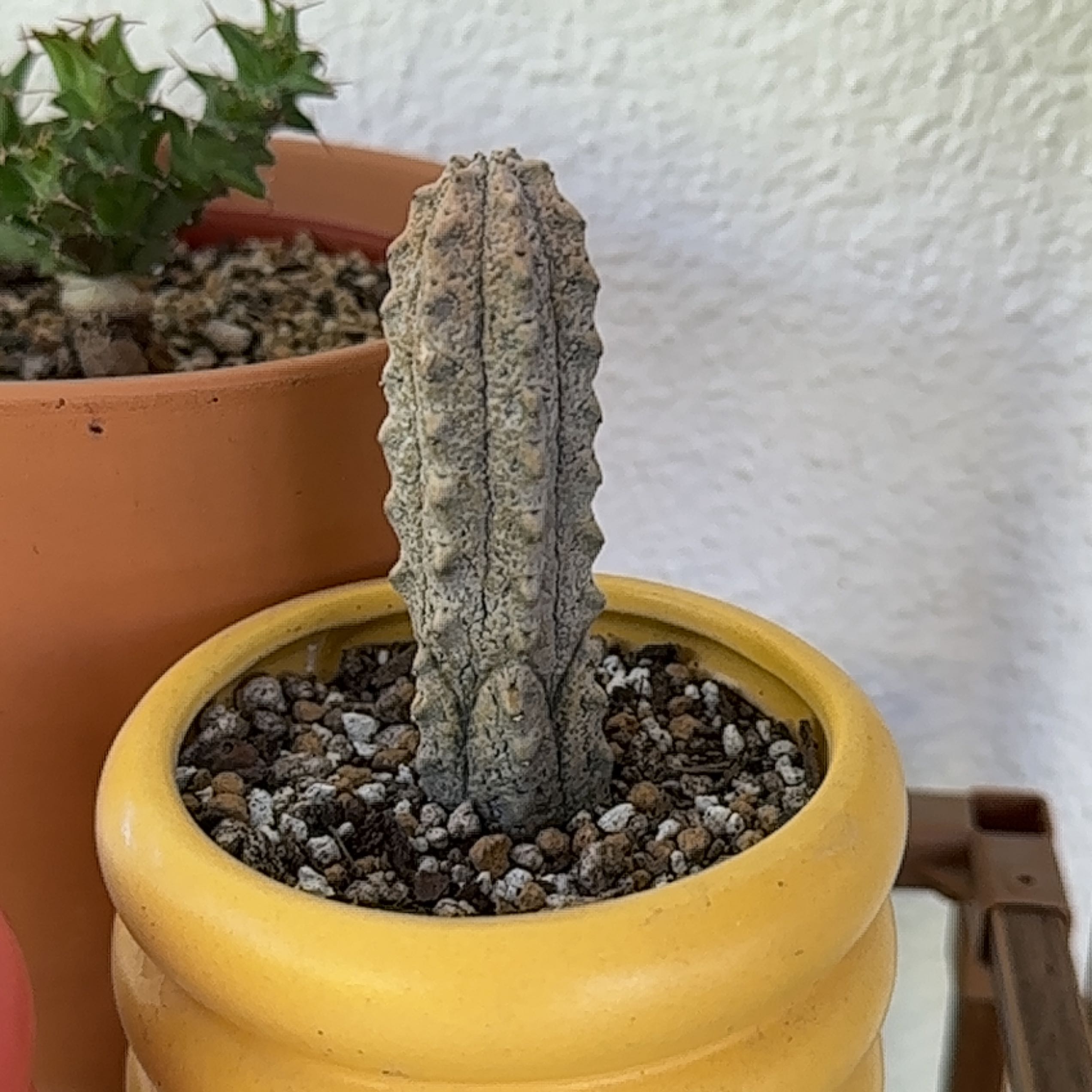 Photo of the plant species Euphorbia abdelkuri by @Heyitsianb named Studs on Greg, the plant care app