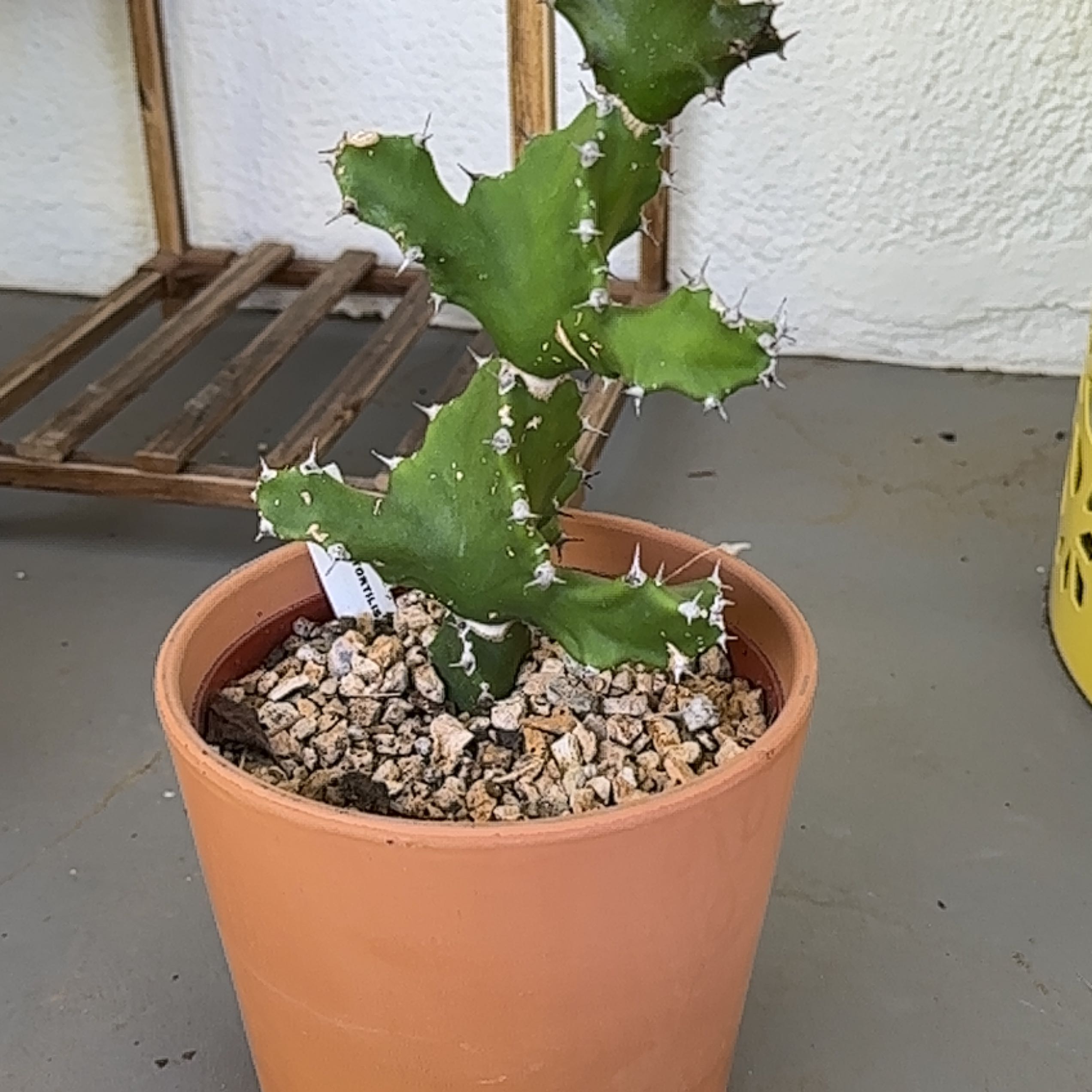 Photo of the plant species Twisted Euphorbia by @Heyitsianb named Maya on Greg, the plant care app