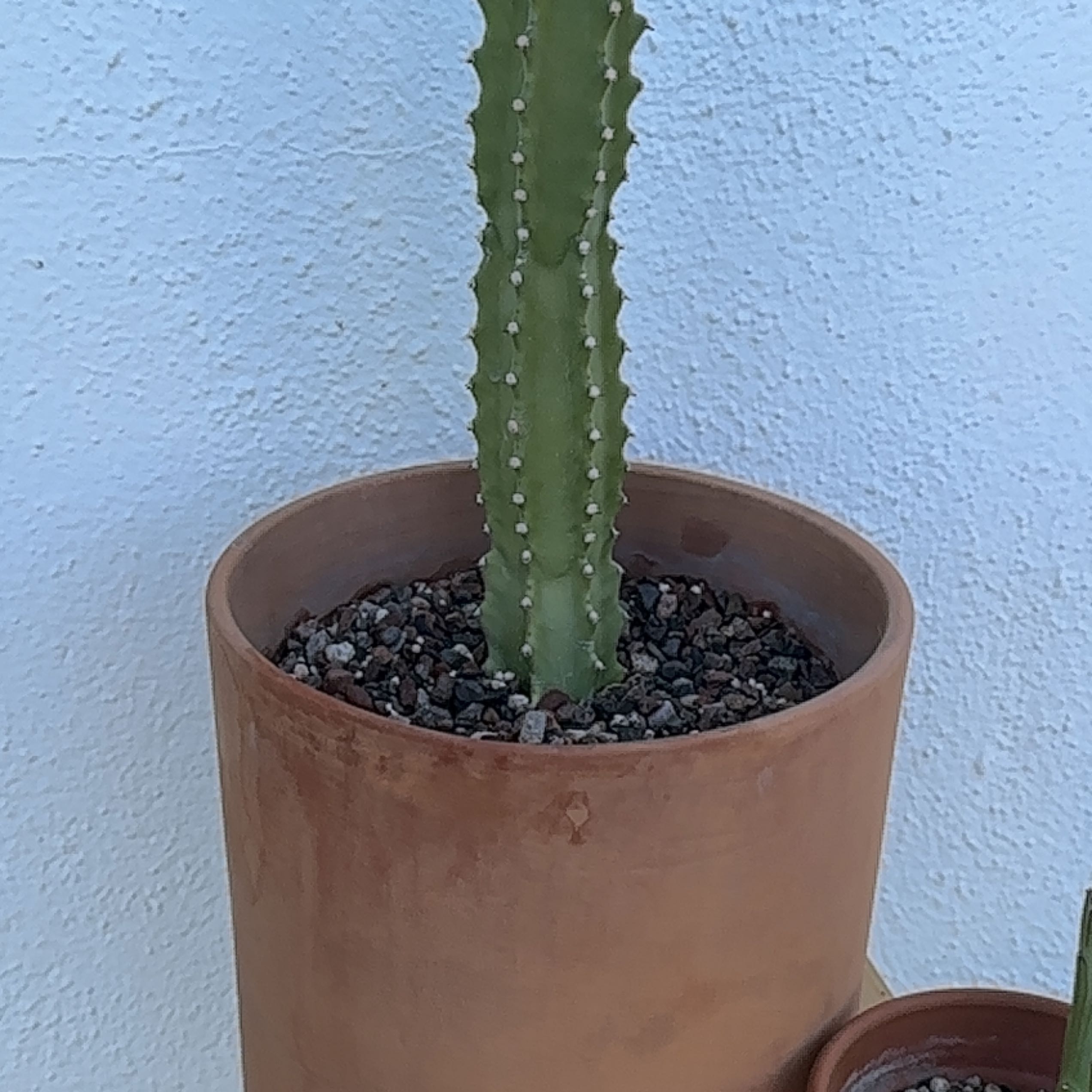 Photo of the plant species Sullu Spurge by @Heyitsianb named Navajo on Greg, the plant care app