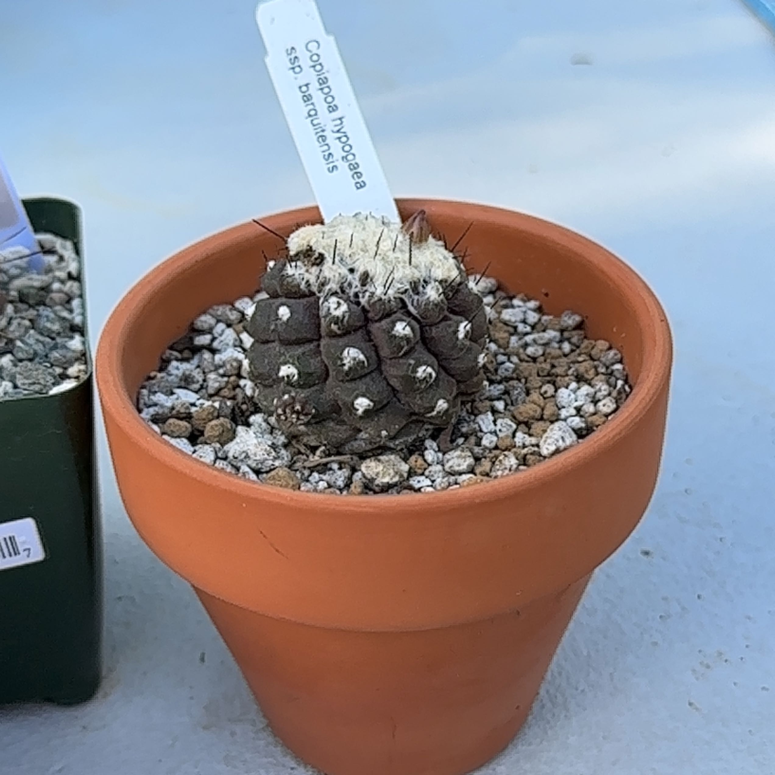 Photo of the plant species Copiapoa Hypogaea Barquitensis by @Heyitsianb named Bart on Greg, the plant care app