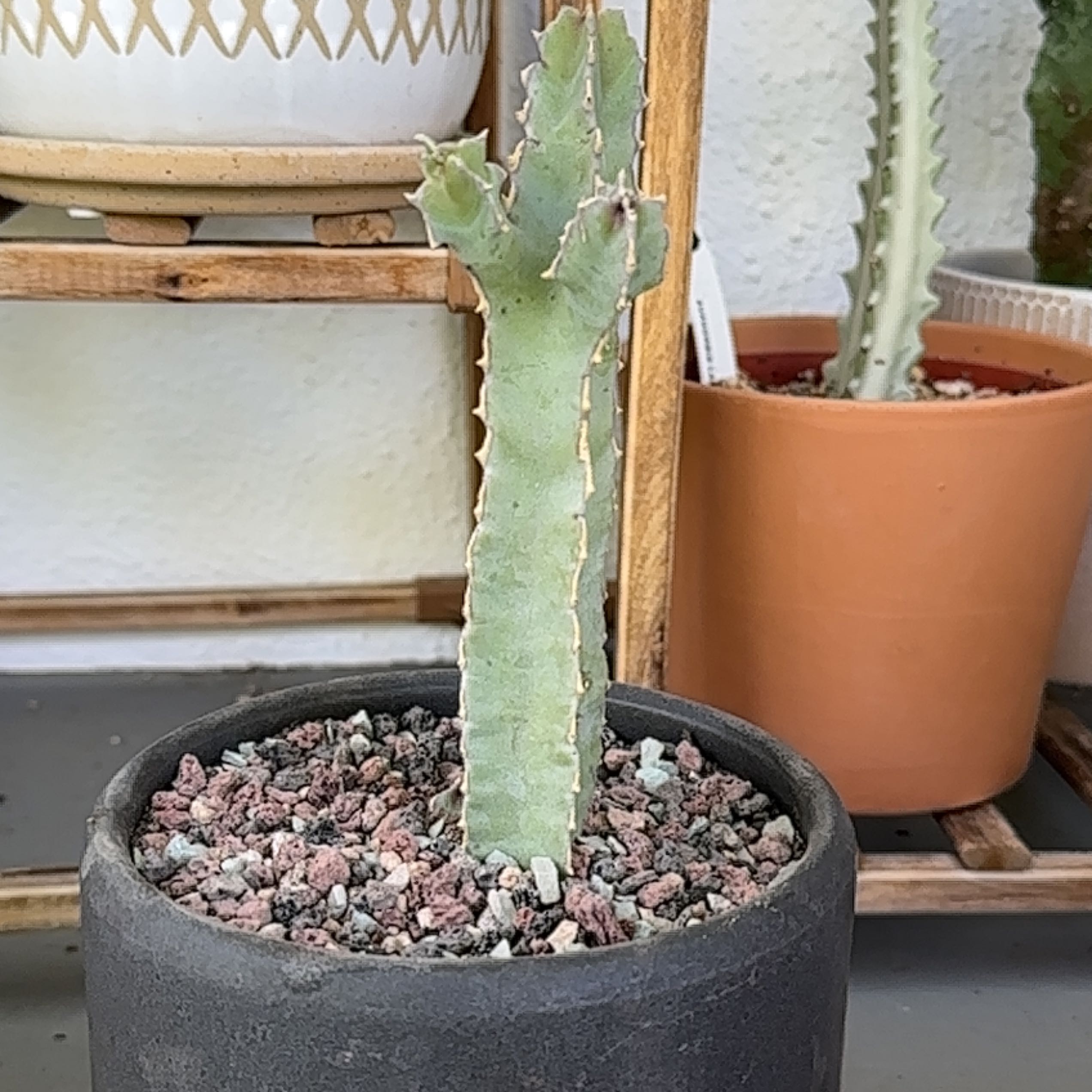 Photo of the plant species Caralluma Speciose by @Heyitsianb named Huggy on Greg, the plant care app