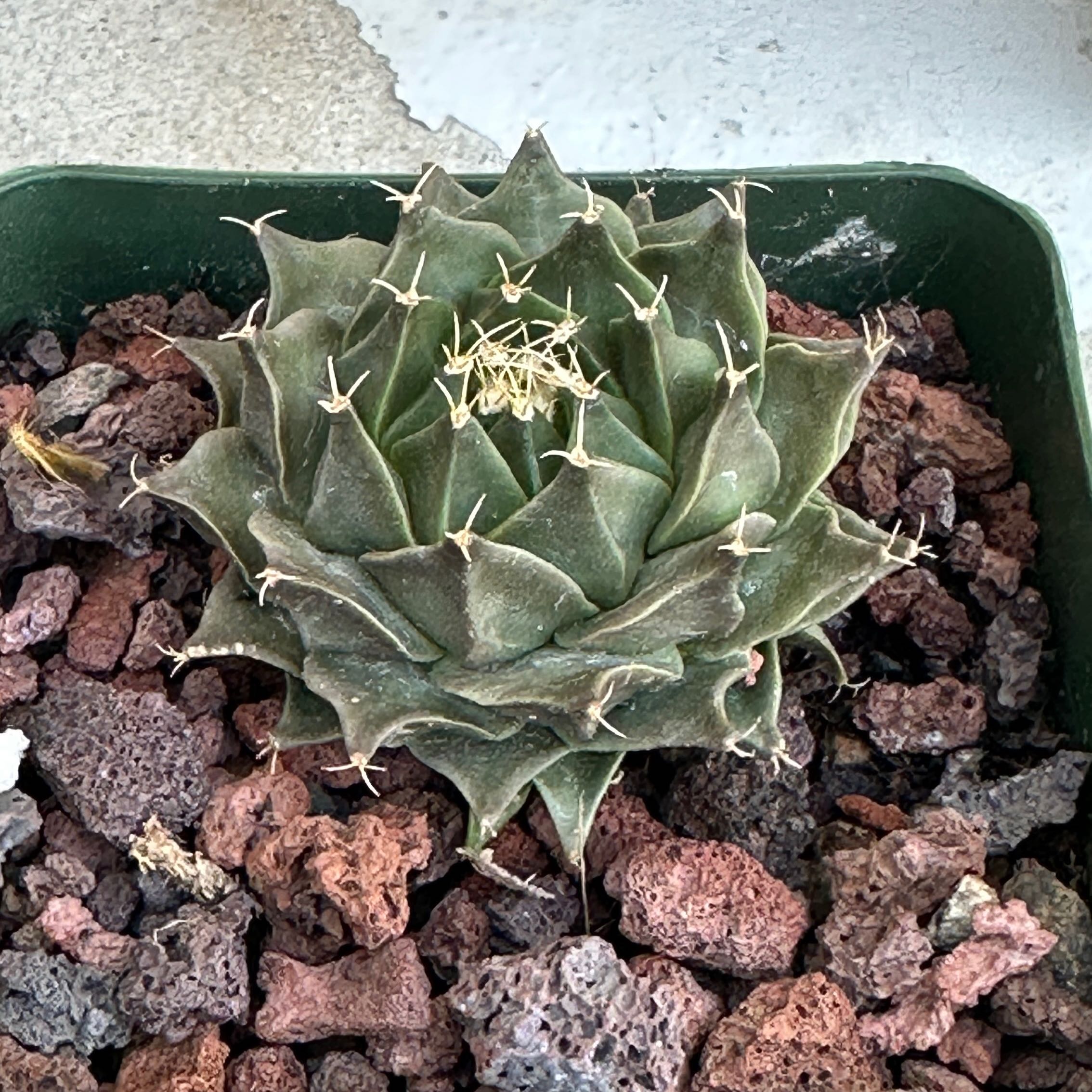 Photo of the plant species Obregonia denegrii by @Heyitsianb named Clem on Greg, the plant care app
