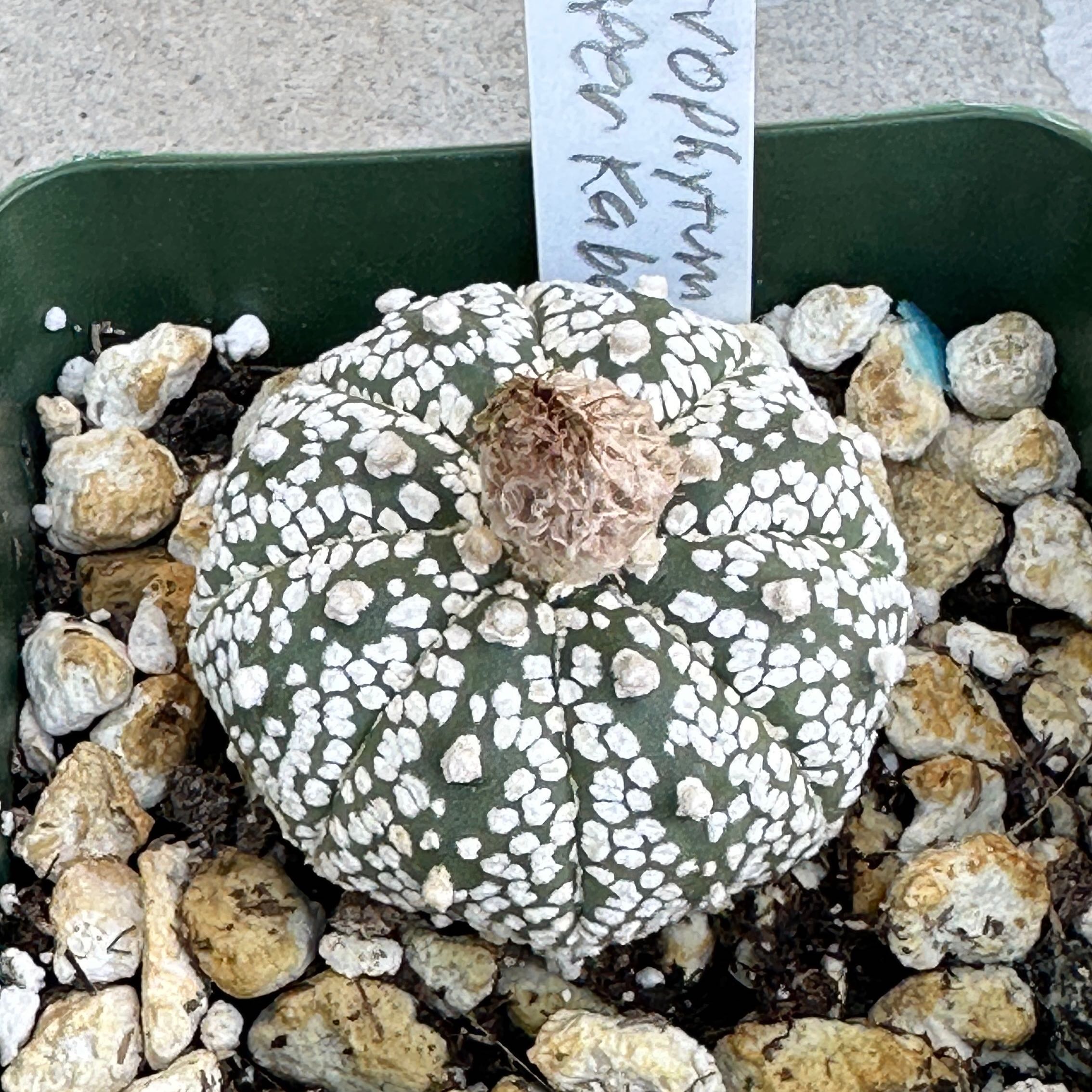 Photo of the plant species Astrophytum asterias 'Kabuto' by @Heyitsianb named Citizen Kabuto on Greg, the plant care app